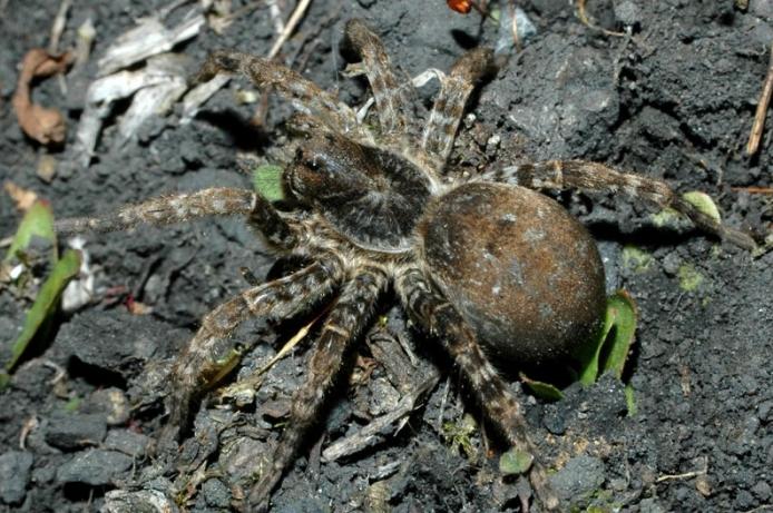 паук тарантул южнорусский