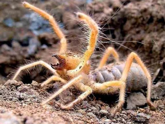 camel spider photo