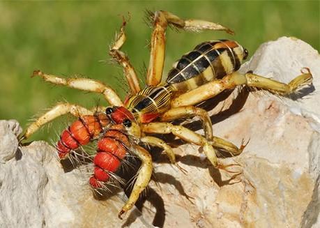 camel spider