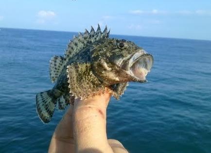 ruff sea fish