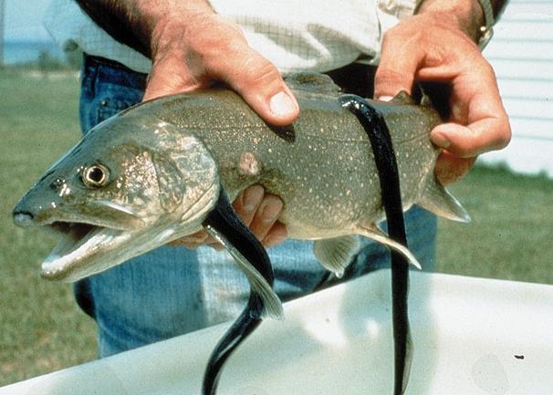 river lamprey photo