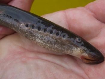 river lamprey