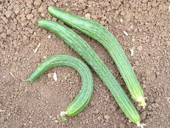 cucumbers chinese varieties