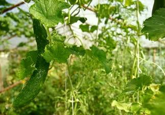 Chinese cucumber