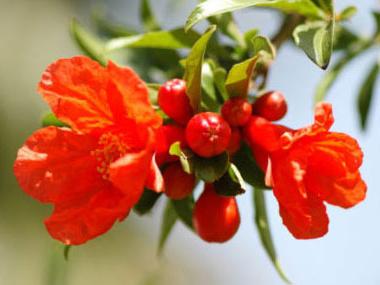 grow pomegranates at home