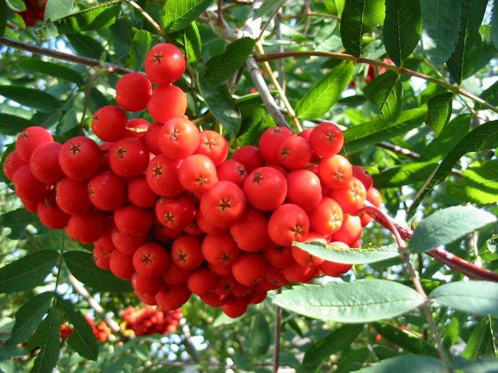 nevezhinskaya mountain ash