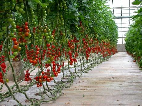 Как посадить помидоры в теплице из поликарбоната правильно с фото пошагово