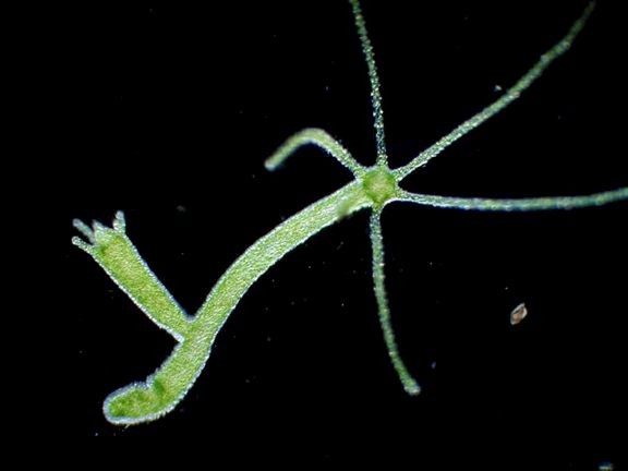 freshwater hydra