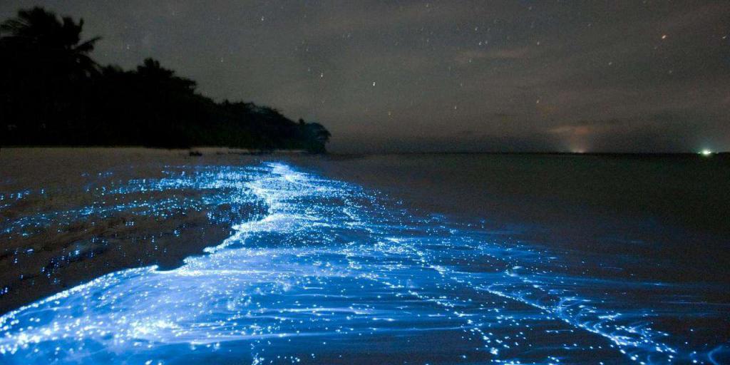 биолюминесценция море