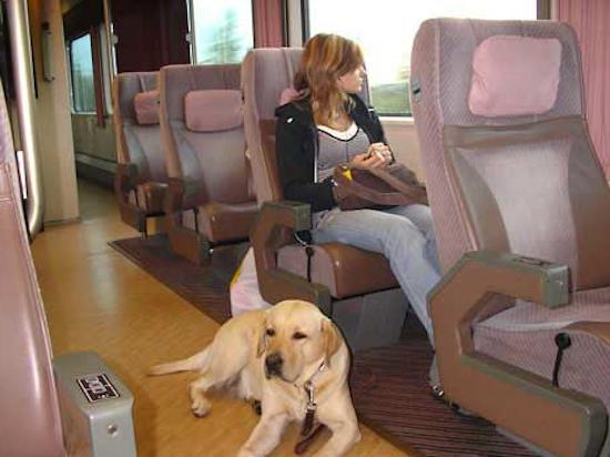 правила провоза животных в поезде