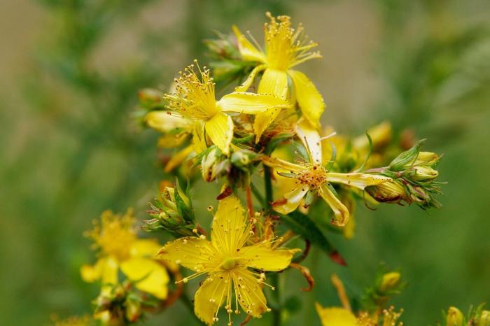 St. John's wort medicinal properties and contraindications