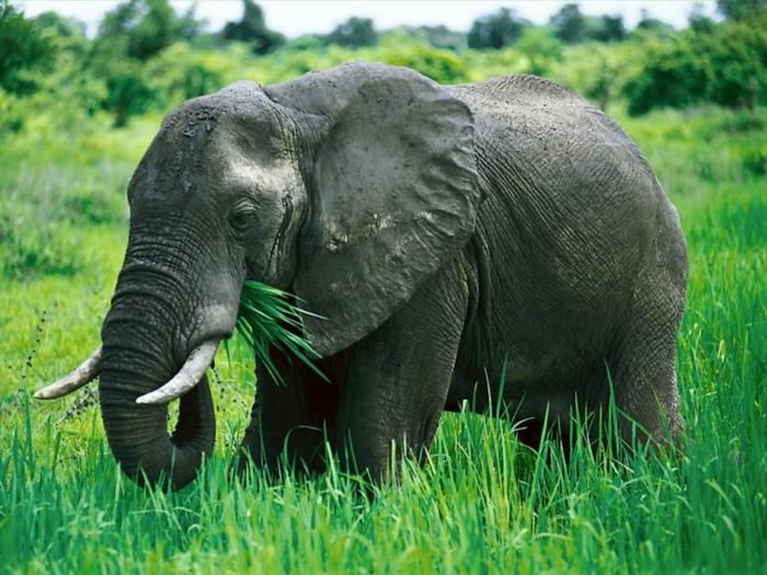 чем питается африканский слон