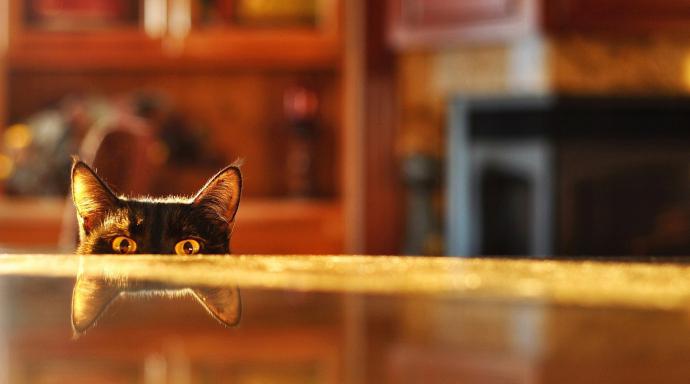 fashionable to wean a cat to climb tables