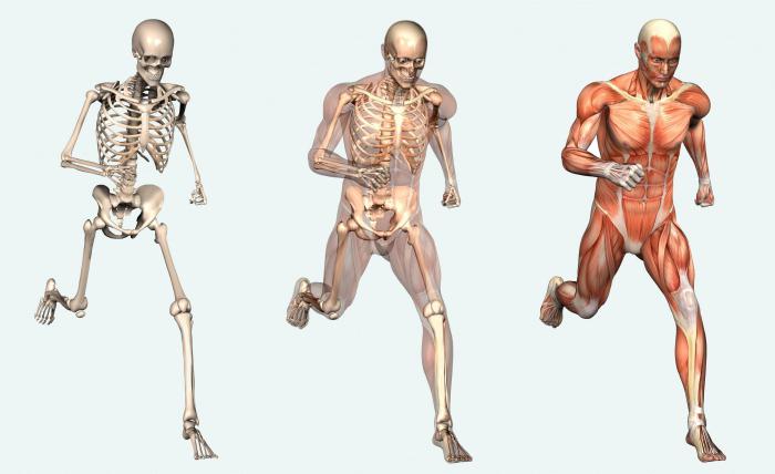 human body pattern