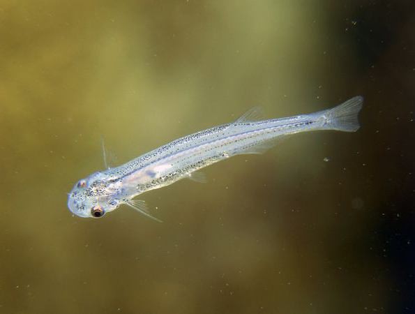 candiru fish