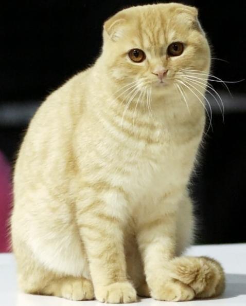 scottish fold cat character