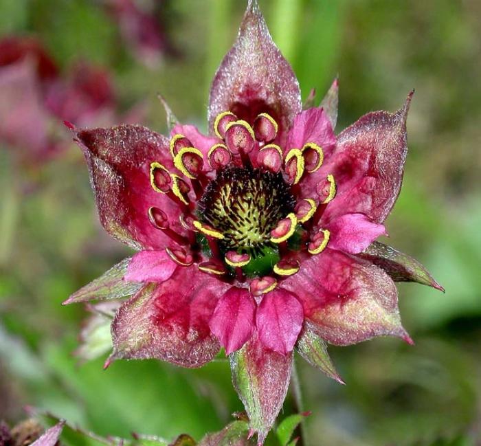 Cinquefoil marsh treatment