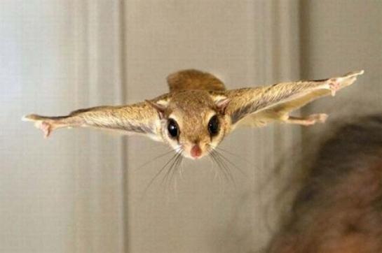 Flying Squirrel photo