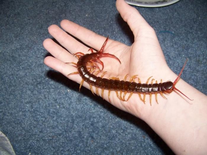 Scolopendra Bite