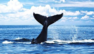 Большой кит