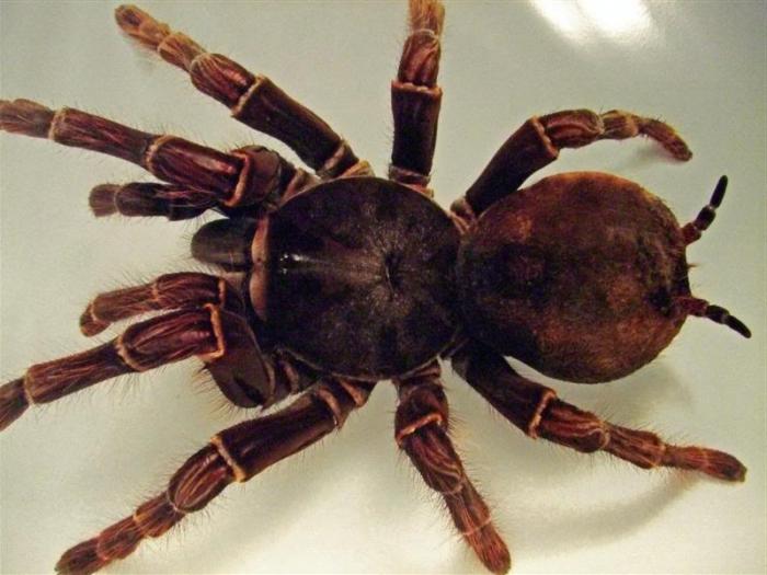 Самый большой паук на земле фото размером с человека