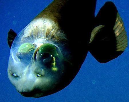 Transparent head fish