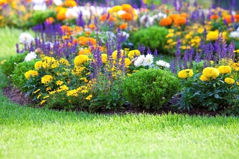 Flowerbed of continuous flowering from perennials