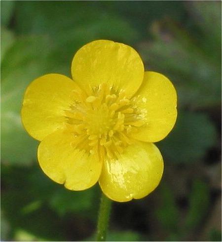 Ranunculus poisonous flower