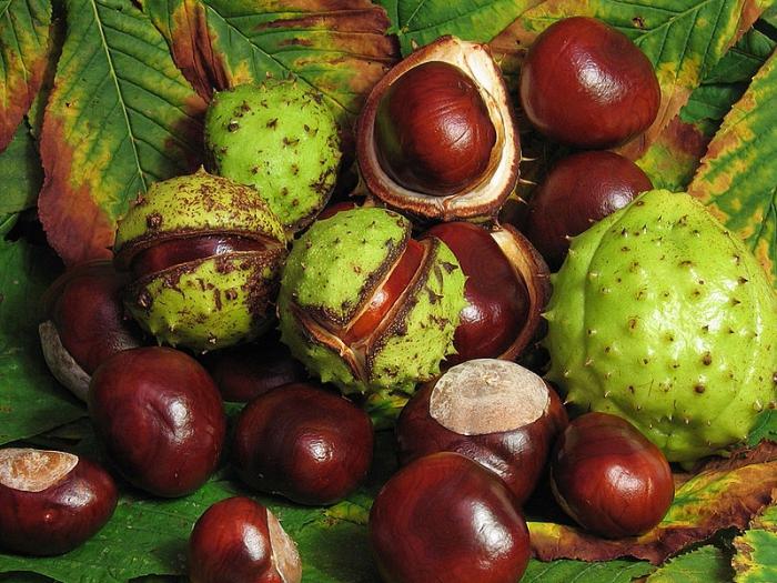 Horse chestnut ordinary