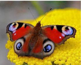 Бабочка Павлиний глаз 