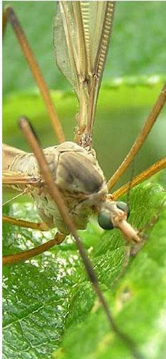 Huge mosquito