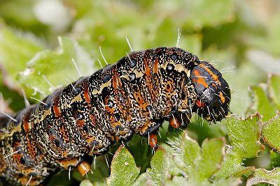 do-it-yourself caterpillar