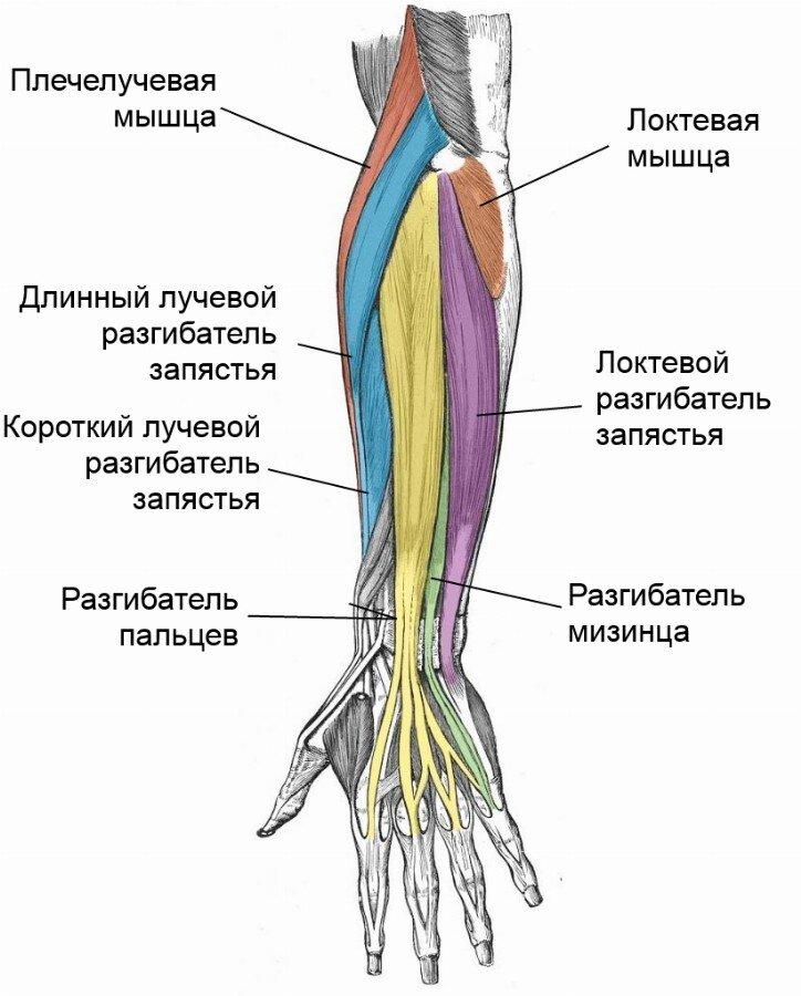 предплечье человека 