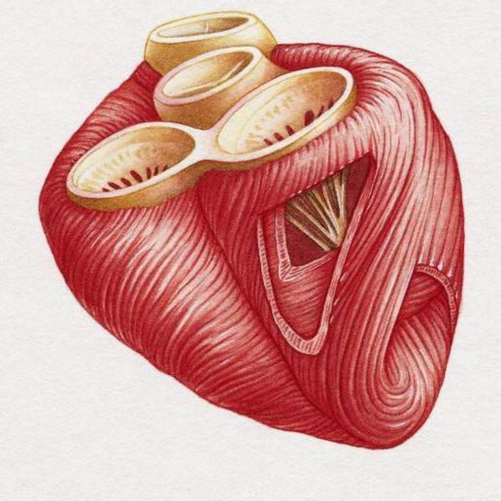 сердечная мышца 