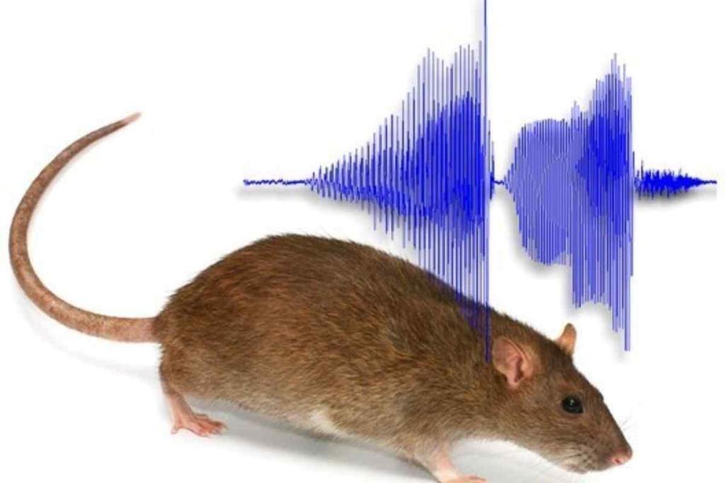 Звук от крыс от мышей. Ультразвук для мышей. Звук крысы. Звук пугающий мышей и крыс.