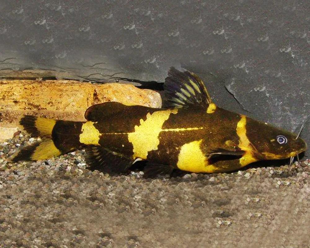 Сиамская касатка. Pseudomystus Siamensis. Сомик Касатка. Сомик Касатка аквариумная рыбка. Касатка Сиамская аквариумная рыбка.
