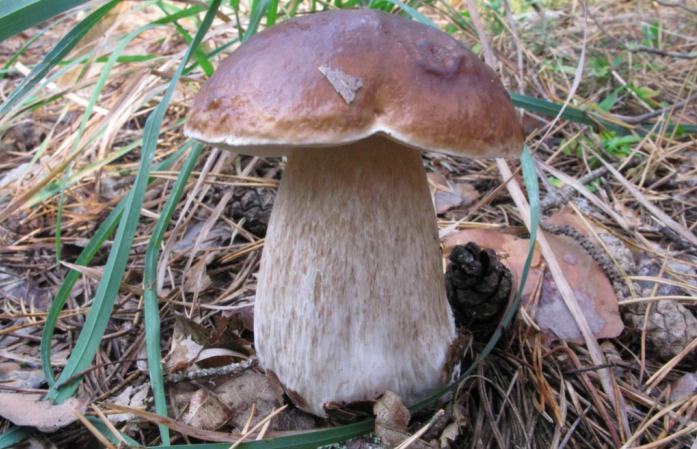 how to fry mushrooms with potatoes