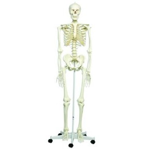 Сколько костей в человеческом теле