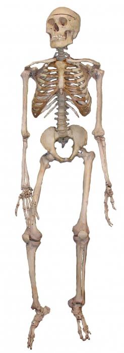 Сколько костей в теле человека