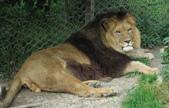 барбарийский лев по имени султан