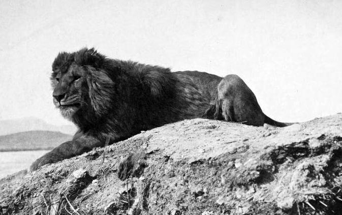 барбарийский лев фото