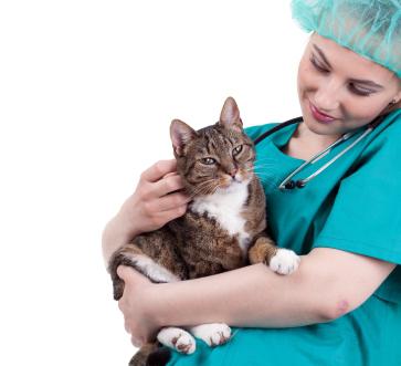 vet and cat