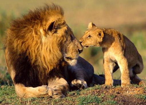 определение лев царь зверей