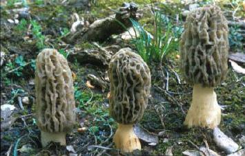 сморчки грибы фото