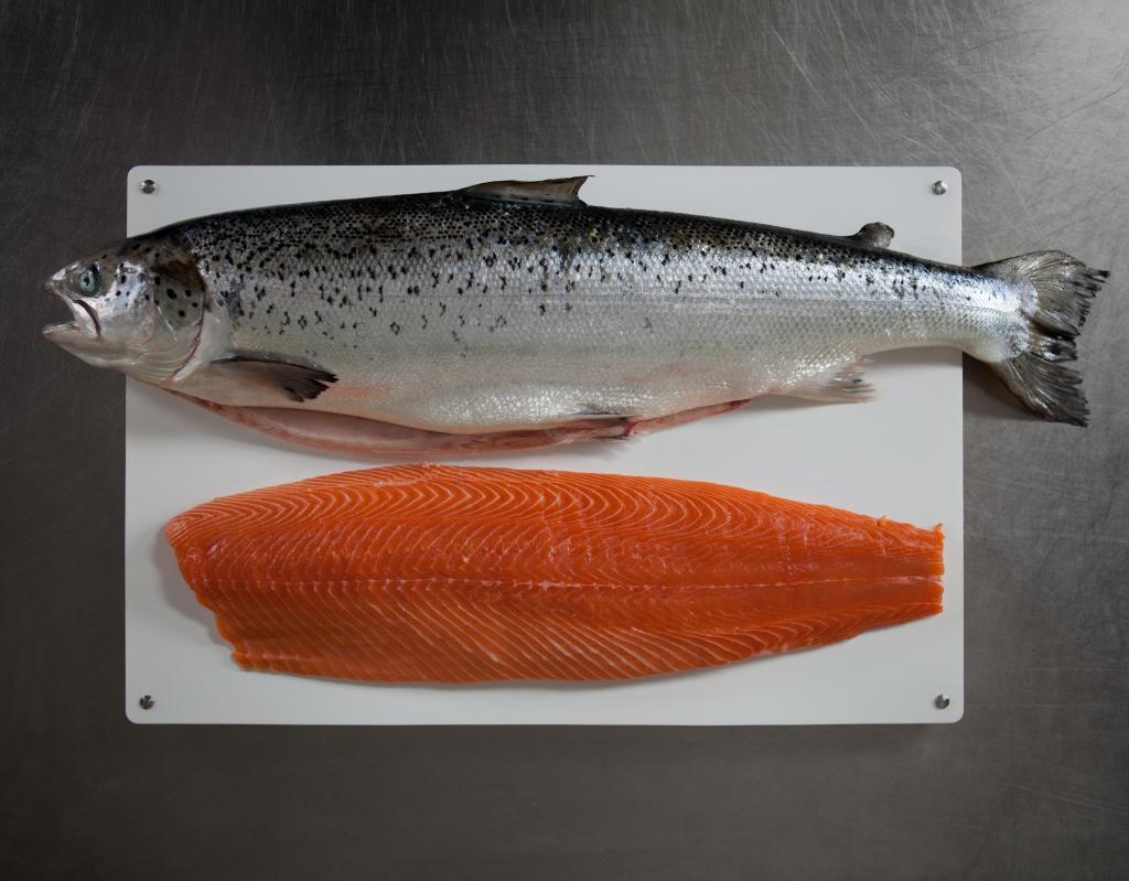 Salmon or atlantic salmon