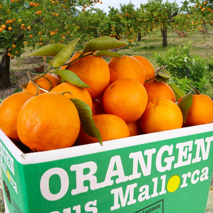 Апельсин в какое время есть. Израильские апельсины сорта. Апельсин Навелин. Цитрусовые из Голландии. Поставщики апельсинов в мире.