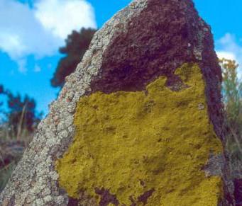 what are the features of lichens