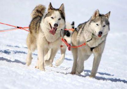 Husky harness