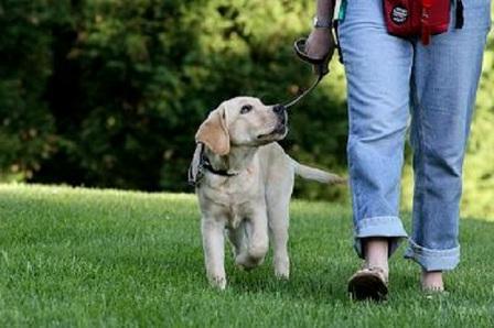 how to teach a puppy to walk on a leash