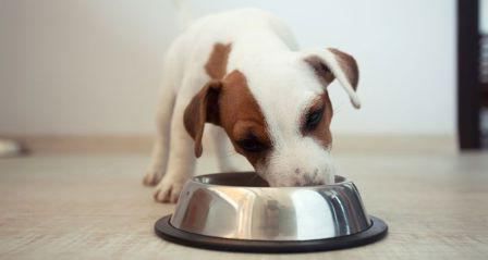 best dry food for large breed puppies